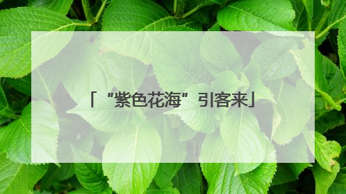 “紫色花海”引客来