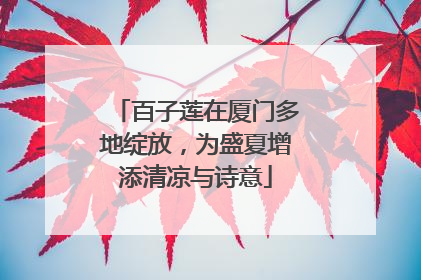 百子莲在厦门多地绽放，为盛夏增添清凉与诗意