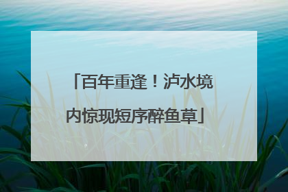 百年重逢！泸水境内惊现短序醉鱼草