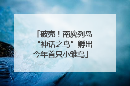 破壳！南麂列岛“神话之鸟”孵出今年首只小雏鸟