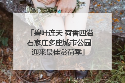 碧叶连天 荷香四溢 石家庄多座城市公园迎来最佳赏荷季