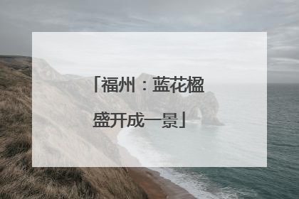 福州：蓝花楹盛开成一景