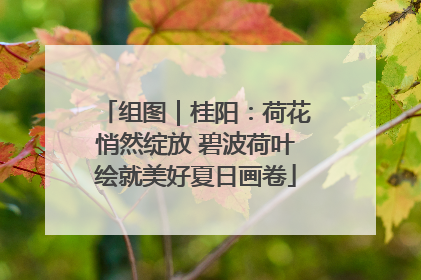 组图｜桂阳：荷花悄然绽放 碧波荷叶绘就美好夏日画卷