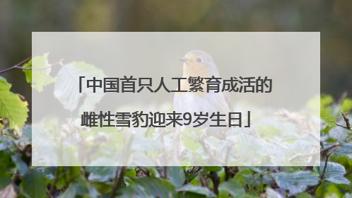 中国首只人工繁育成活的雌性雪豹迎来9岁生日