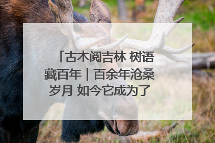 古木阅吉林 树语藏百年｜百余年沧桑岁月 如今它成为了“镇园之宝”