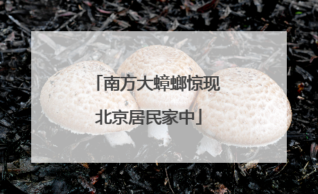 南方大蟑螂惊现北京居民家中