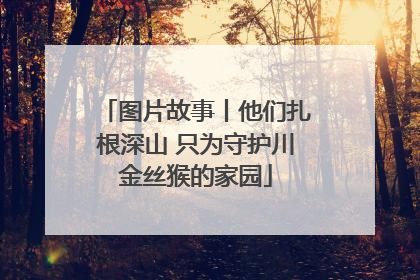图片故事丨他们扎根深山 只为守护川金丝猴的家园