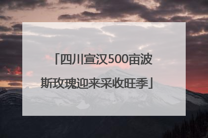 四川宣汉500亩波斯玫瑰迎来采收旺季