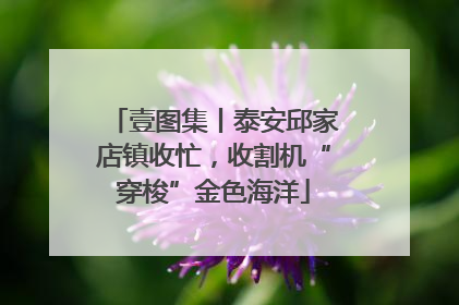 壹图集丨泰安邱家店镇收忙，收割机“穿梭”金色海洋