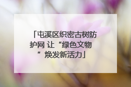 屯溪区织密古树防护网 让“绿色文物”焕发新活力