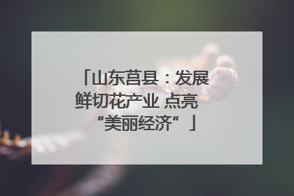 山东莒县：发展鲜切花产业 点亮“美丽经济”
