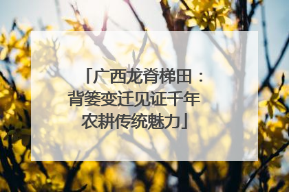 广西龙脊梯田：背篓变迁见证千年农耕传统魅力