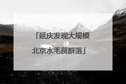 延庆发现大规模北京水毛茛群落