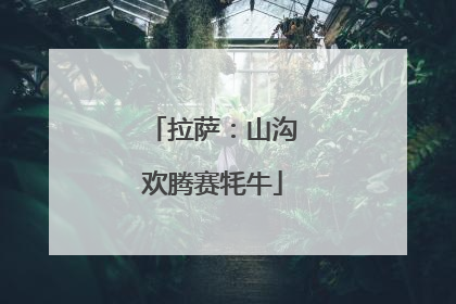 拉萨：山沟欢腾赛牦牛