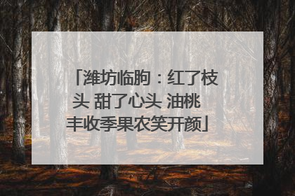 潍坊临朐：红了枝头 甜了心头 油桃丰收季果农笑开颜