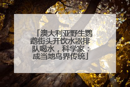 澳大利亚野生鹦鹉街头开饮水器排队喝水，科学家：成当地鸟界传统