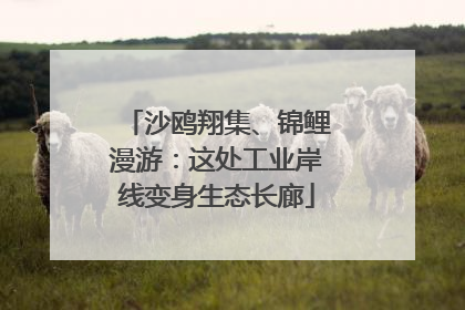 沙鸥翔集、锦鲤漫游：这处工业岸线变身生态长廊