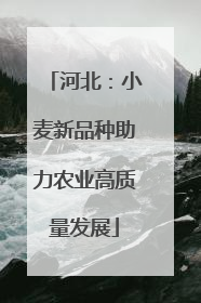 河北：小麦新品种助力农业高质量发展