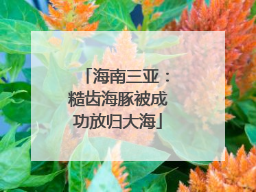 海南三亚：糙齿海豚被成功放归大海