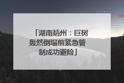 湖南靖州：巨树轰然倒塌前紧急管制成功避险