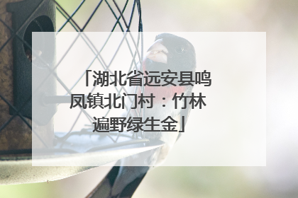 湖北省远安县鸣凤镇北门村：竹林遍野绿生金