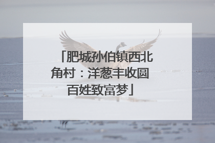肥城孙伯镇西北角村：洋葱丰收圆百姓致富梦