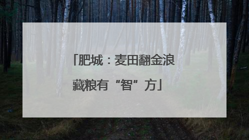 肥城：麦田翻金浪藏粮有“智”方