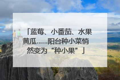 蓝莓、小番茄、水果黄瓜……阳台种小菜悄然变为“种小果”