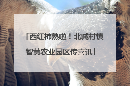 西红柿熟啦！北臧村镇智慧农业园区传喜讯