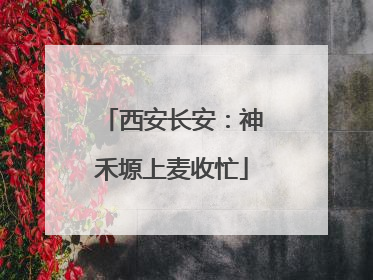 西安长安：神禾塬上麦收忙