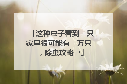 这种虫子看到一只家里很可能有一万只，除虫攻略→