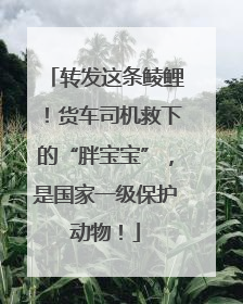 转发这条鲮鲤！货车司机救下的“胖宝宝”，是国家一级保护动物！