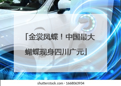 金裳凤蝶！中国最大蝴蝶现身四川广元
