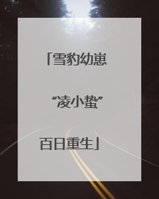 雪豹幼崽“凌小蛰”百日重生