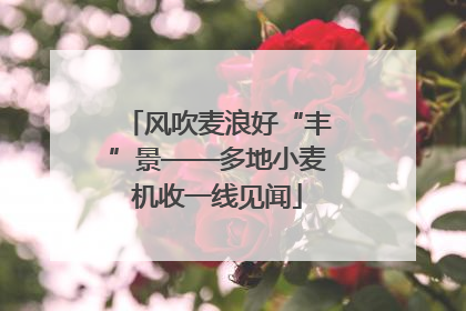 风吹麦浪好“丰”景——多地小麦机收一线见闻