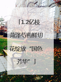 1.2亿枝菏泽芍药鲜切花绽放“国色芳华”