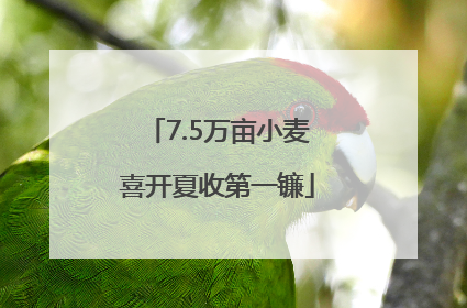 7.5万亩小麦喜开夏收第一镰